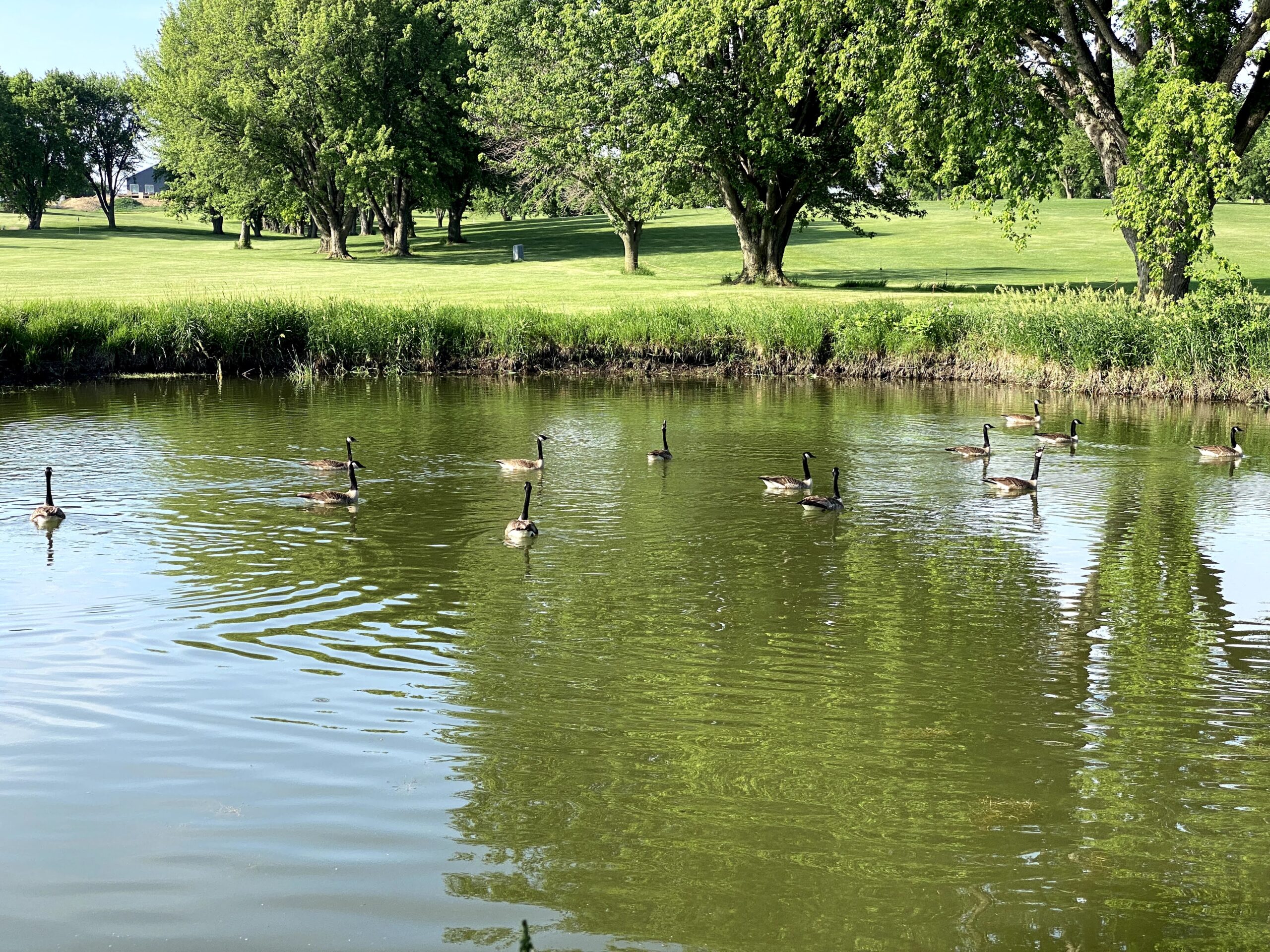 Geese on the pond with the course beyond